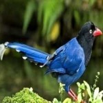 image of bird