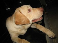 image of labrador_retriever #26