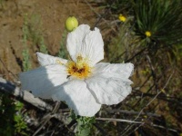 image of flower