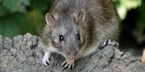 image of animal