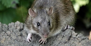 image of rat #19