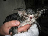 image of persian_cat