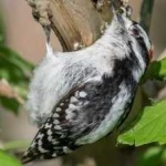 image of bird