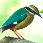 image of indian_pitta #14