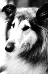 image of collie #5