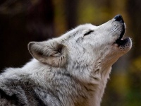 image of wolf #36