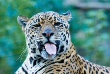 image of jaguar