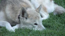 image of siberian_husky