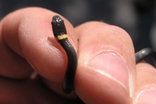 image of ringneck_snake #25