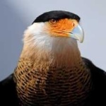 image of bird