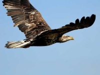 image of bald_eagle