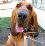 image of bloodhound