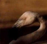 image of animal