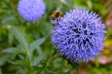 image of flower