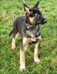 image of malinois