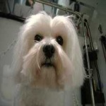 image of animal