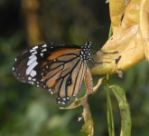image of monarch