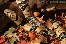 image of indian_cobra