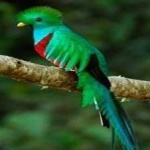 image of bird