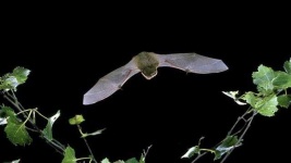 image of animal
