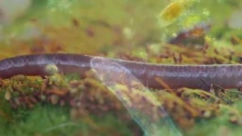 image of parasitic_flatworms