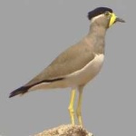 image of bird