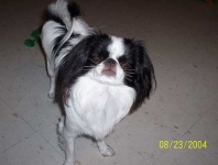 image of animal