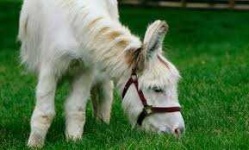 image of animal