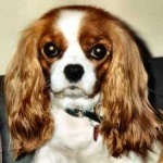 image of animal
