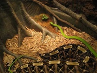 image of green_mamba