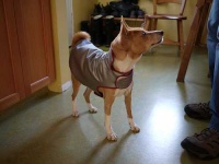 image of basenji