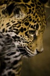image of jaguar_car