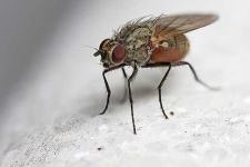 image of fly
