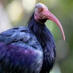 image of northern_bald_ibis #10