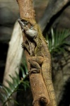 image of frilled_lizard