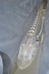 image of sturgeon