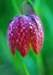 image of flower
