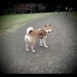 image of shiba_inu #9