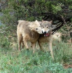 image of timber_wolf