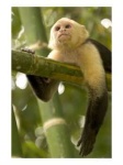 image of capuchin