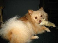 image of pomeranian