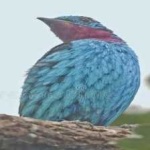 image of bird