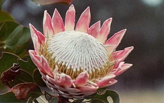 image of flower