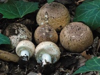 image of mushrooms