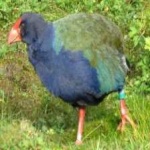 image of bird
