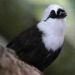 image of bird