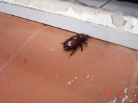image of dung_beetle