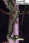 image of rock_python