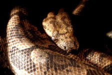 image of boa_constrictor #6