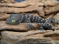 image of banded_gecko